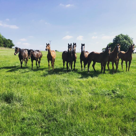 Scott yearlings