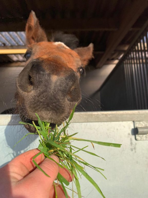 Shiba foal grass