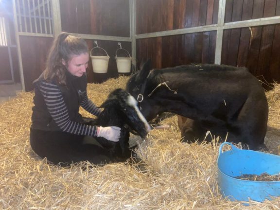 Sophie and Beldale Memory foal