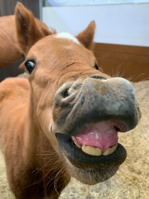 The Chemist foal