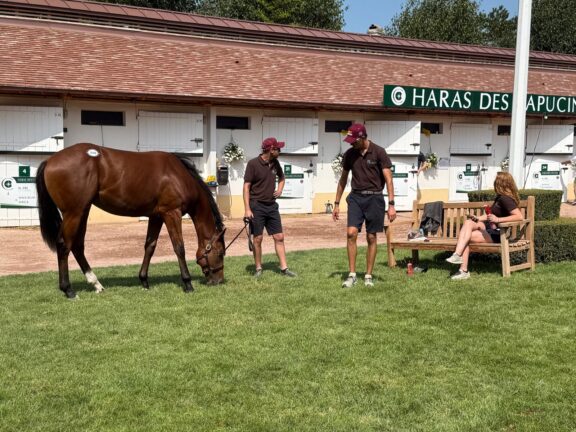 Tweenhills horse Deauville