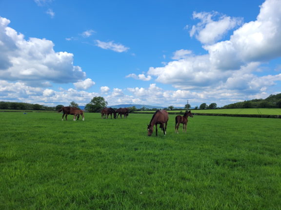 Tweenhills mares