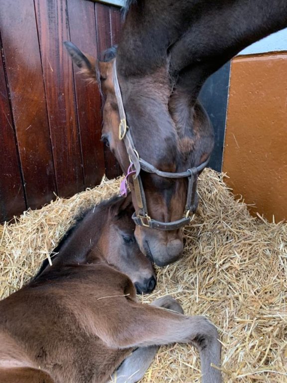 Wind Fire and foal
