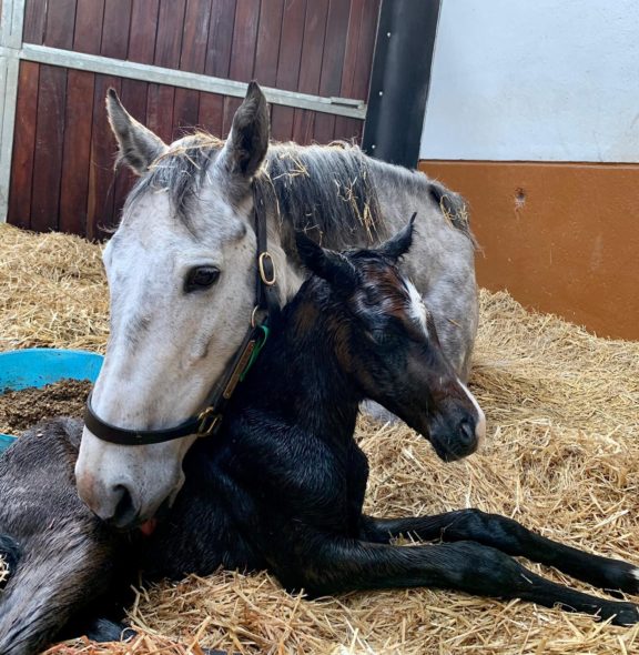 Wings Ablaze and foal