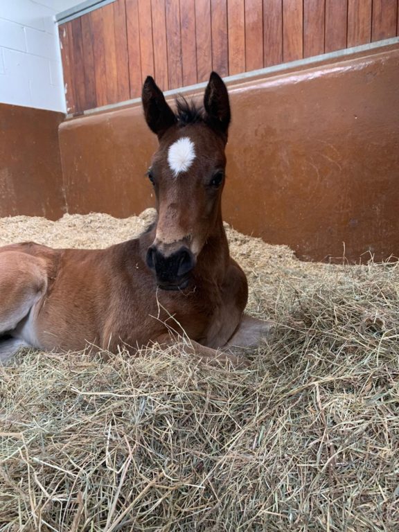 Worship foal