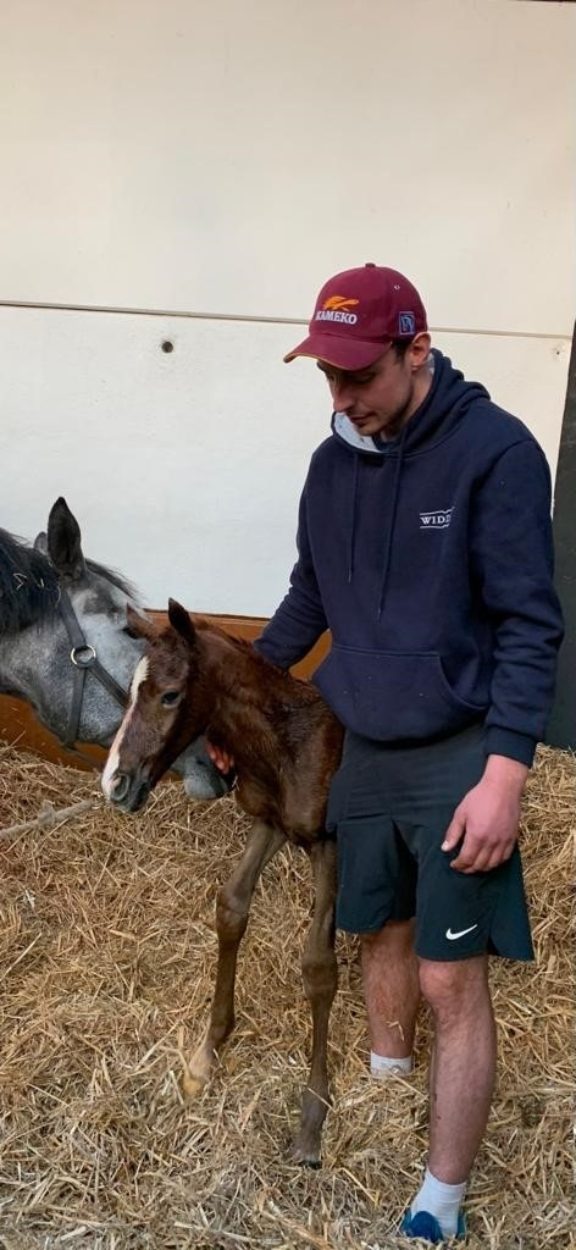 Xander foal