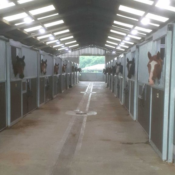 Yearling fillies2