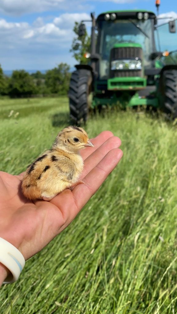 Zac chick