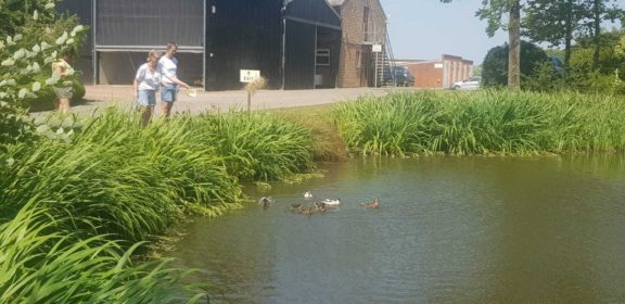 Feed the ducks