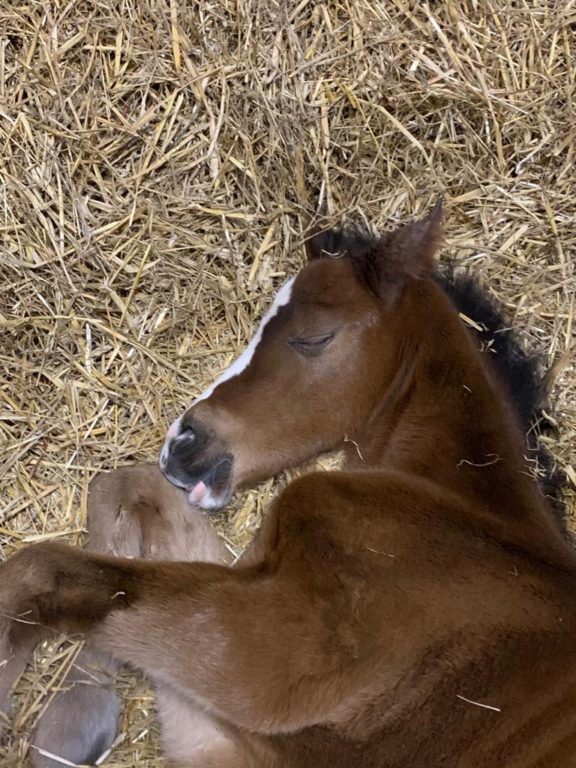 Foal Monday morning