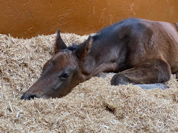 Foal chilling