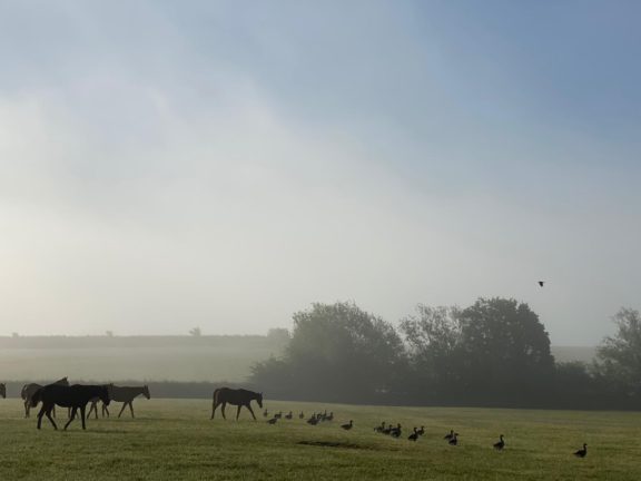 Horses and geese