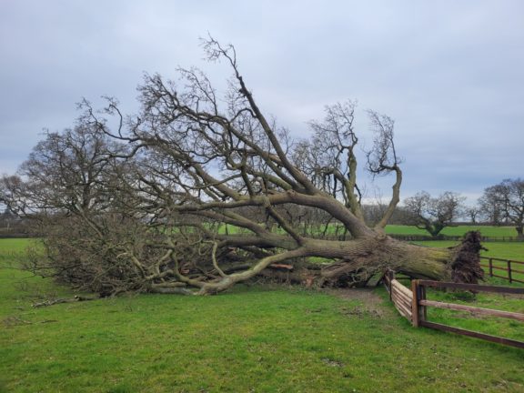 Old tree