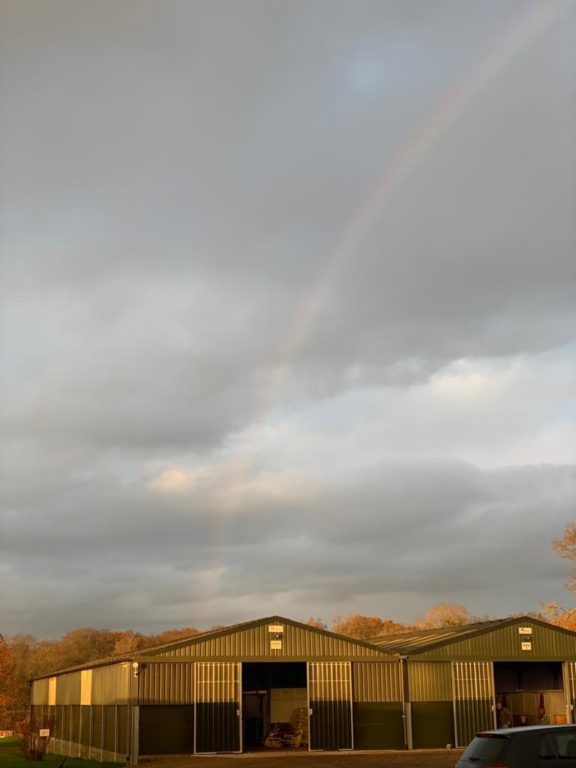 Rainbow foal