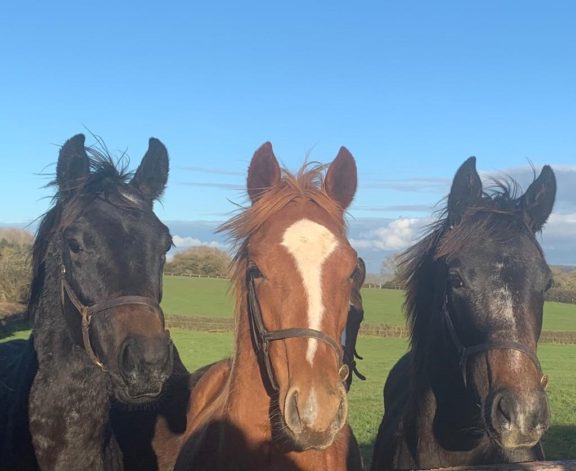 Weanlings
