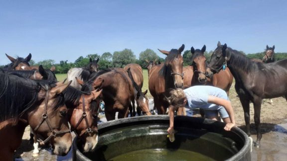 Yearling fillies