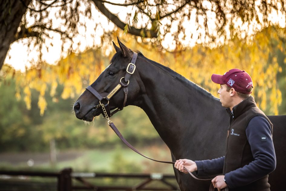 Tweenhills Tweenhills 2023 stallion fees announced