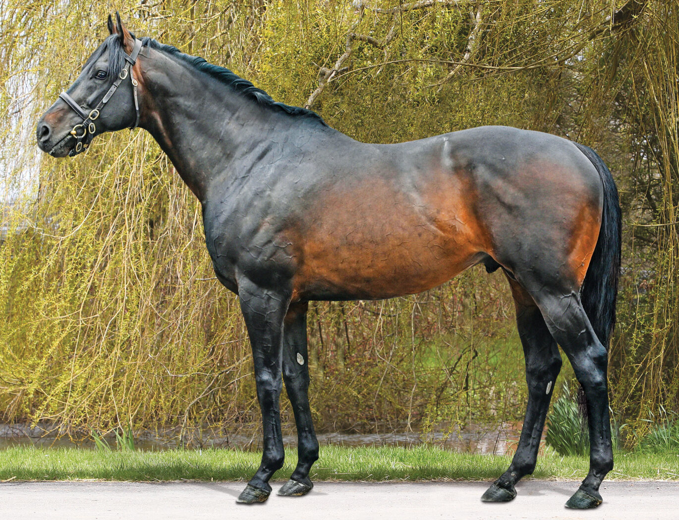 TW King Of Change conformation 2026